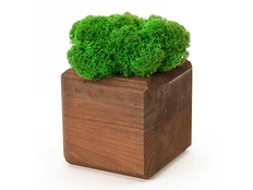 Композиция «Мох в интерьере», натуральное дерево фото