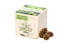 Набор для выращивания «Лиственница Сибирская», бежевый фото